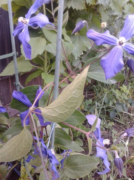 2017-1 telefon 168 - Vara 2014-2017