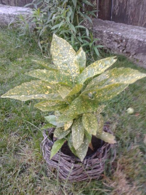 2017-1 telefon 211 - Vara 2014-2017