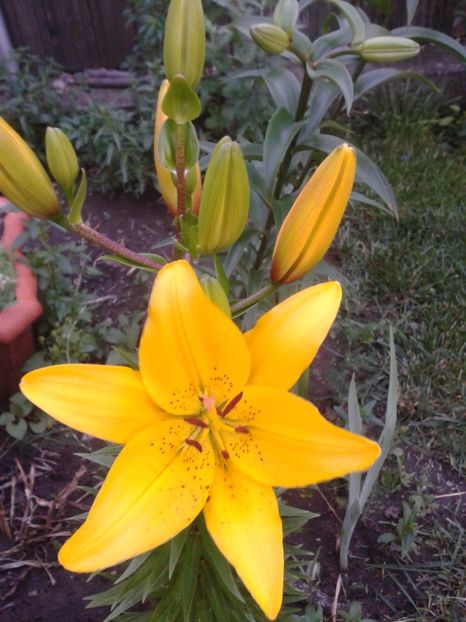 2017-1 telefon 212 - Vara 2014-2017