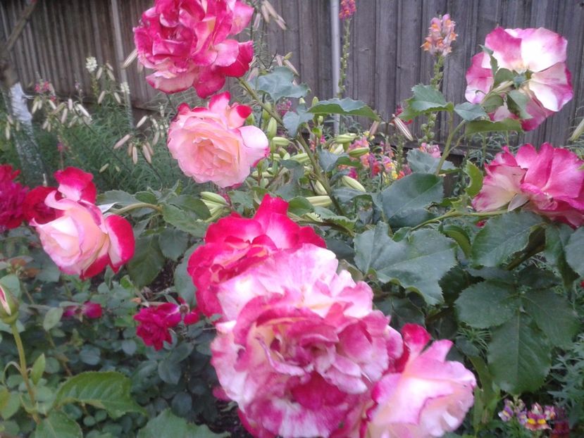 2017-1 telefon 213 - Vara 2014-2017