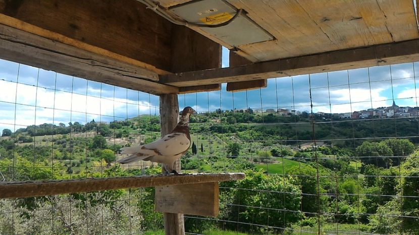 747638 - 2016 - REZULTATE 2017 ZBURATORI