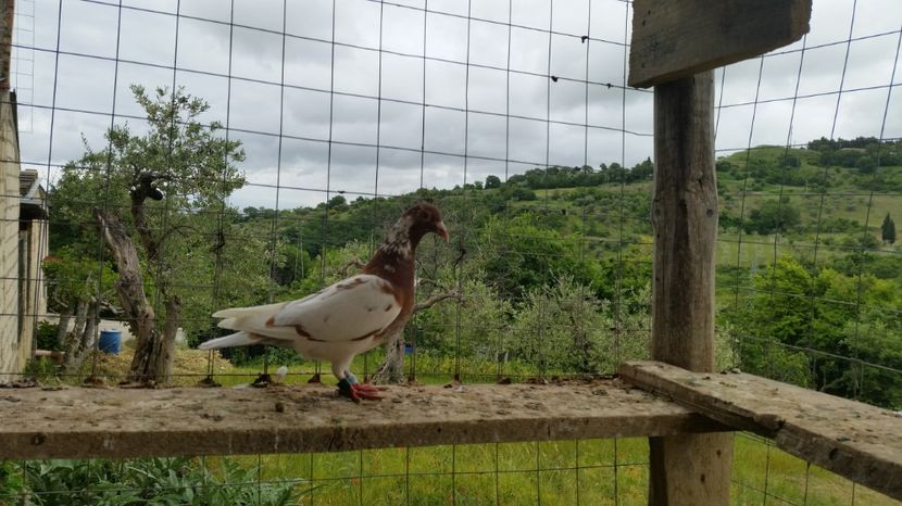 747638 - 2016 - REZULTATE 2017 ZBURATORI