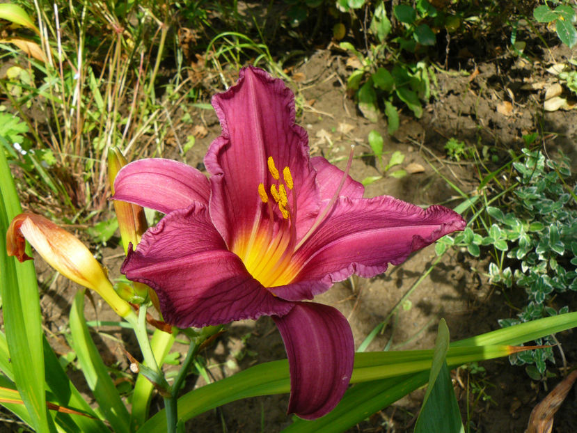 Summer Wine - 2017 Gradina Iulie_Lilium