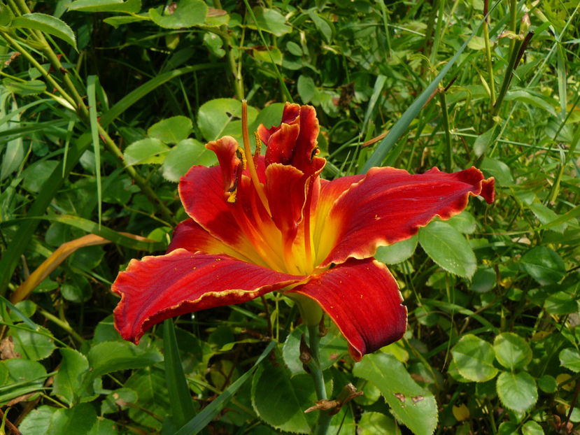 Highland lord - 2017 Gradina Iulie_Lilium