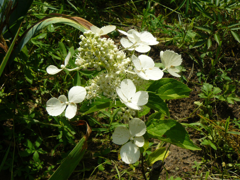 Hortensia - 2017 Gradina Iulie_Lilium