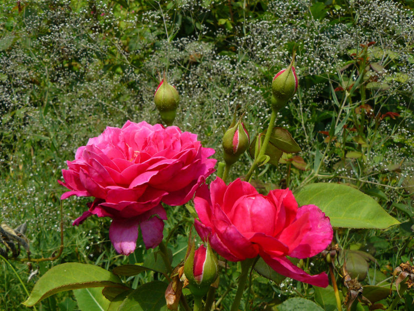 Sophys rose si Ghypsophyla - 2017 Gradina Iulie_Lilium