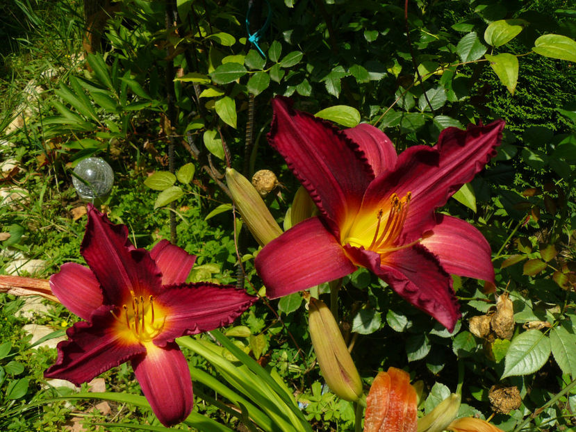 Bourbon King - 2017 Gradina Iulie_Lilium