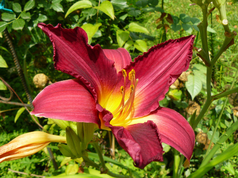 Bourbon King - 2017 Gradina Iulie_Lilium