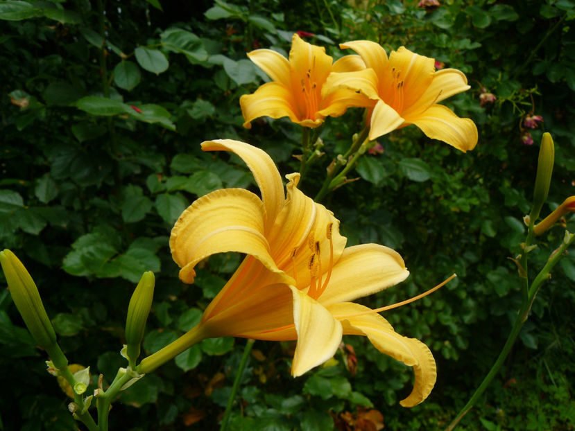 Lilian Wirrick - 2017 Gradina Iulie_Lilium