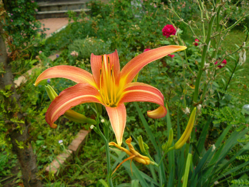 Piquante - 2017 Gradina Iulie_Lilium