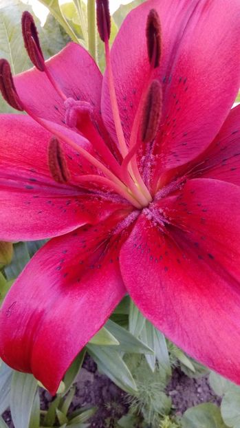 P_20170629_154630_BF - Crini