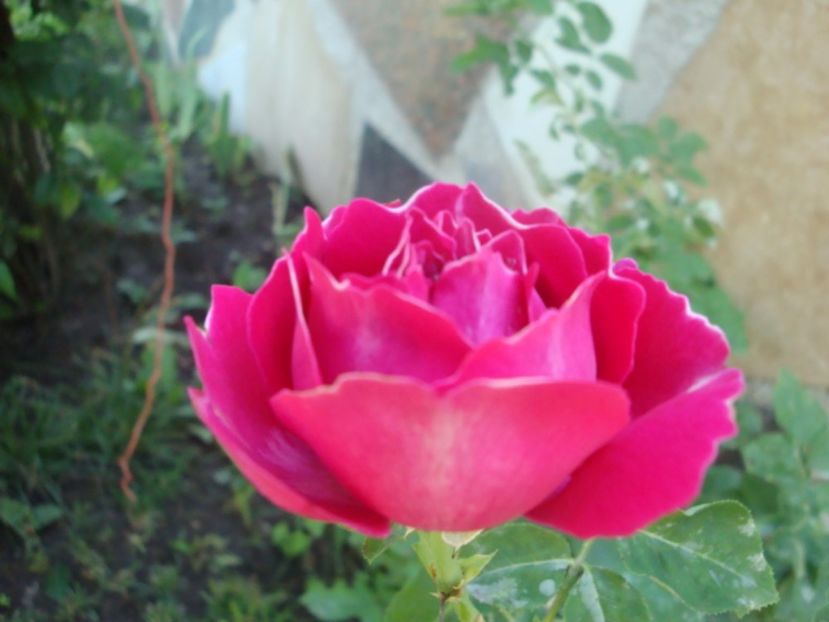  - Baron Girod de L Ain