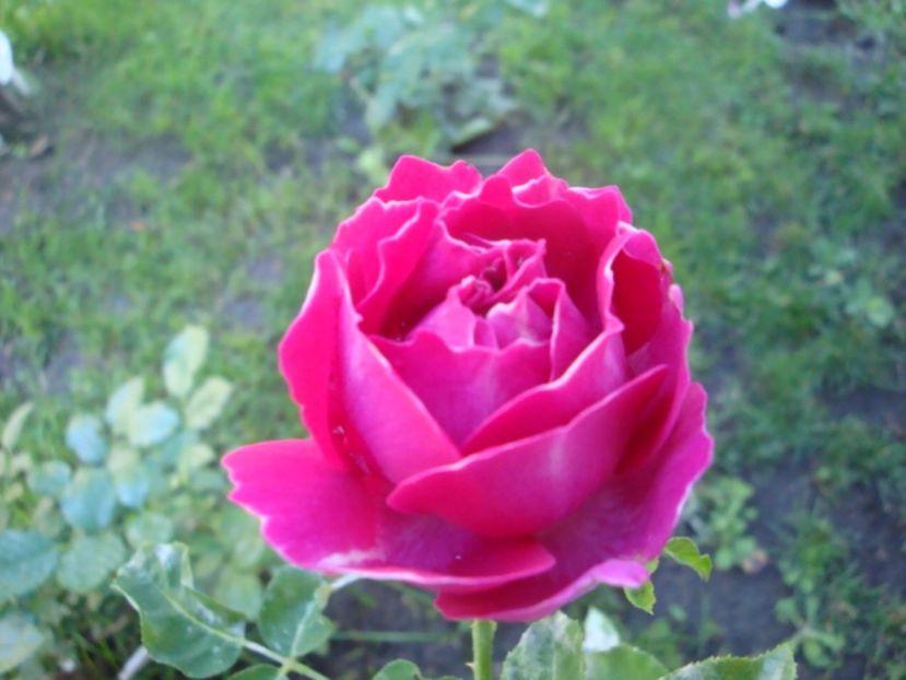  - Baron Girod de L Ain