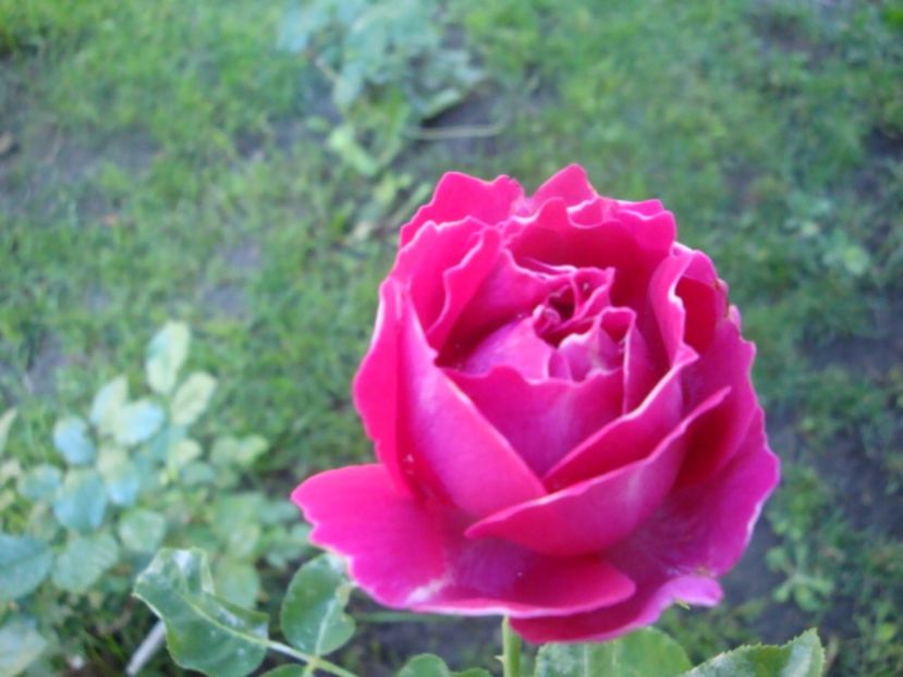  - Baron Girod de L Ain