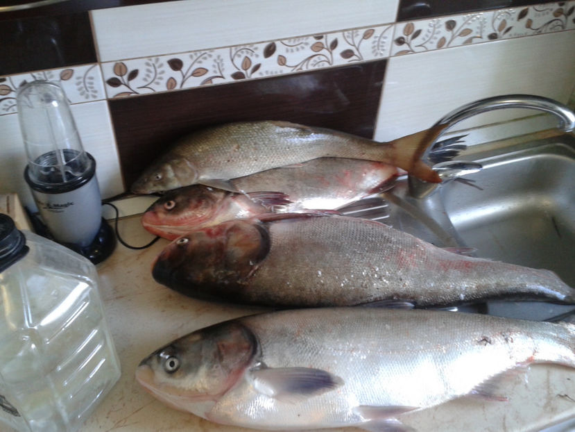 captura 2017 prut - o alta mare pasiune pescuitul la prut
