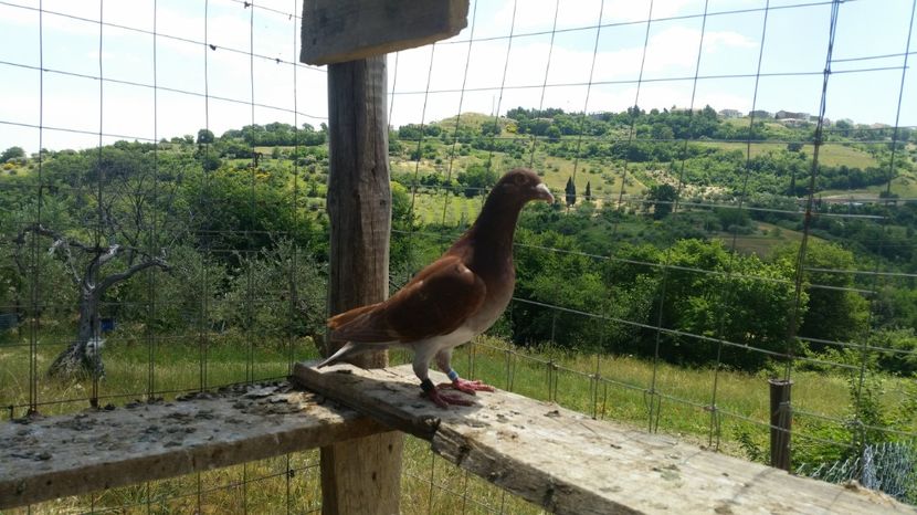 59477 -2016 - REZULTATE 2017 ZBURATORI