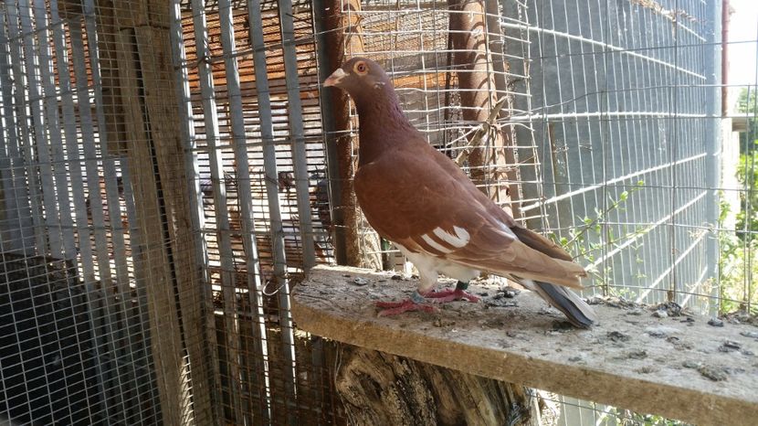 747640 - 2016 - REZULTATE 2017 ZBURATORI