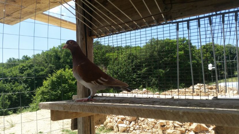 747640 - 2016 - REZULTATE 2017 ZBURATORI