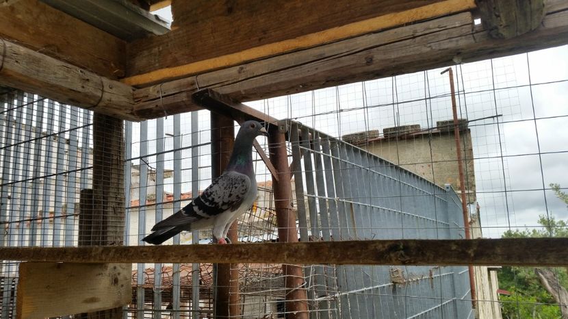 71628 - 2013 - REZULTATE 2017 ZBURATORI