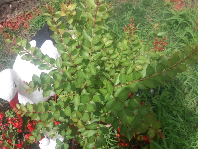 liliac indian - de prin curte