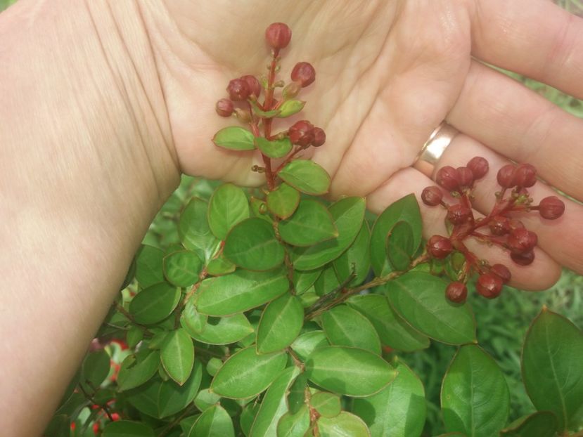 bobocei liliac indian - de prin curte