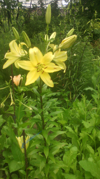  - Crini de gradina 2015- prezent