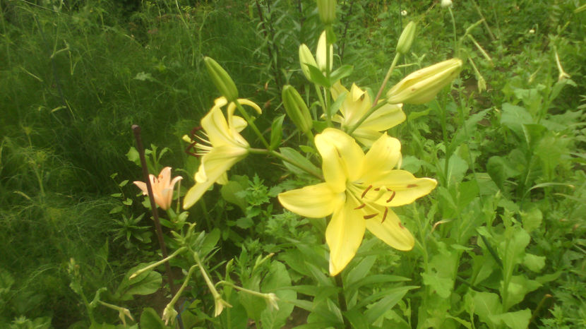  - Crini de gradina 2015- prezent