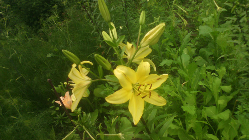  - Crini de gradina 2015- prezent