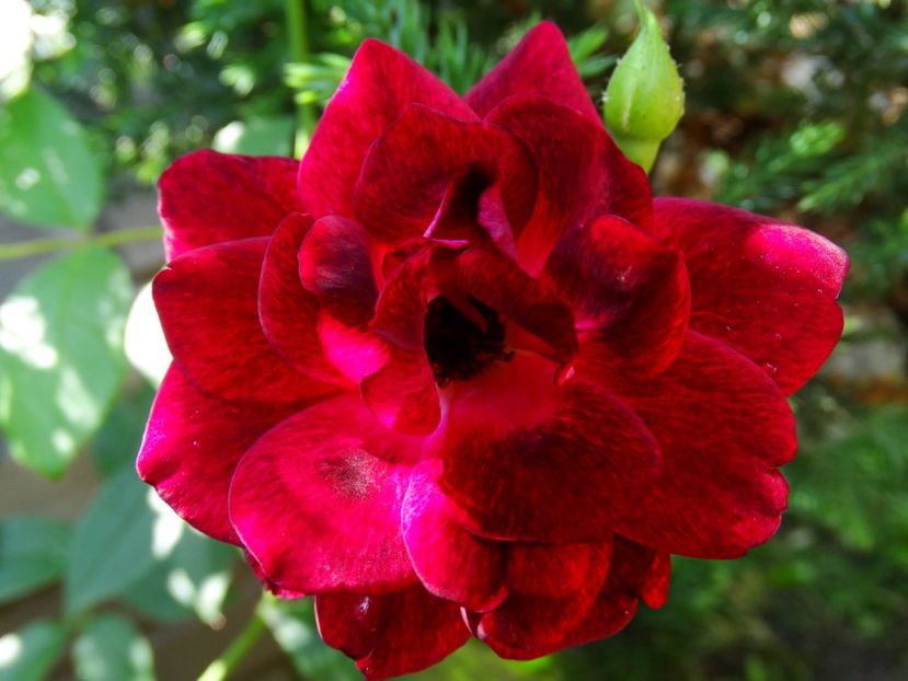  - Burgundy Iceberg