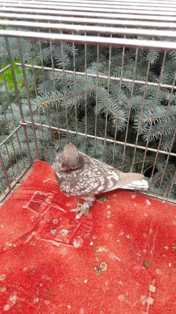  - Porumbei blondineti