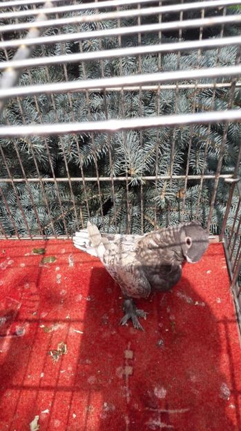  - Porumbei blondineti