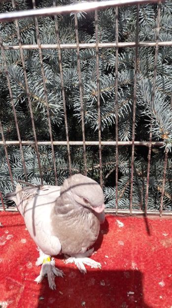  - Porumbei blondineti