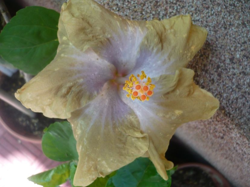 04.07.2017 - HIBISCUSI 2017-2