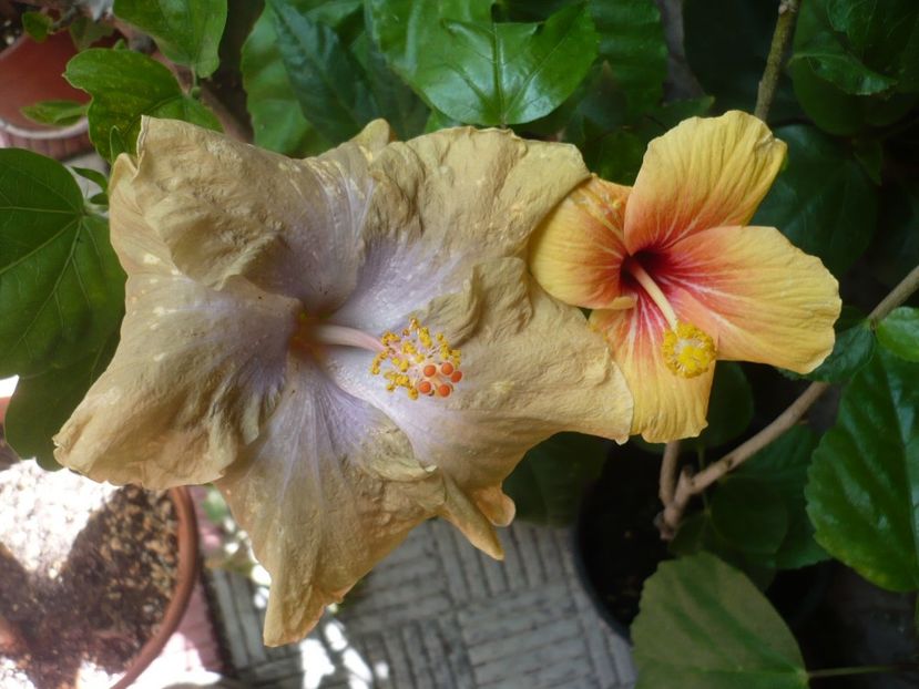 P1330449 - HIBISCUSI 2017-2