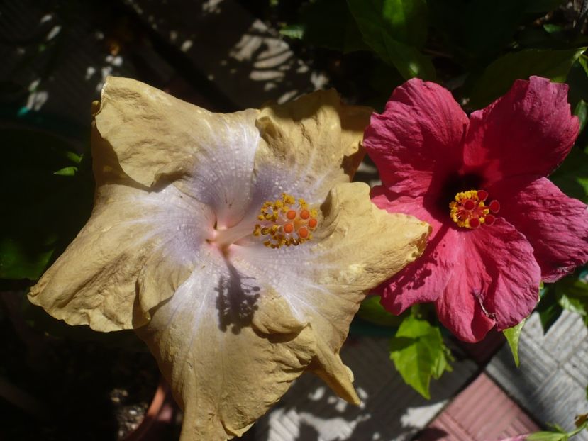 P1330451 - HIBISCUSI 2017-2