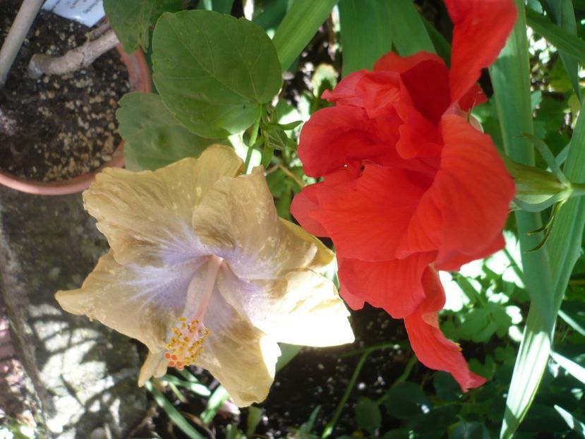 P1330453 - HIBISCUSI 2017-2