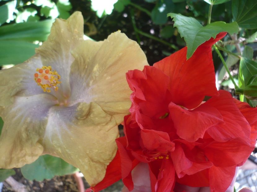 P1330455 - HIBISCUSI 2017-2