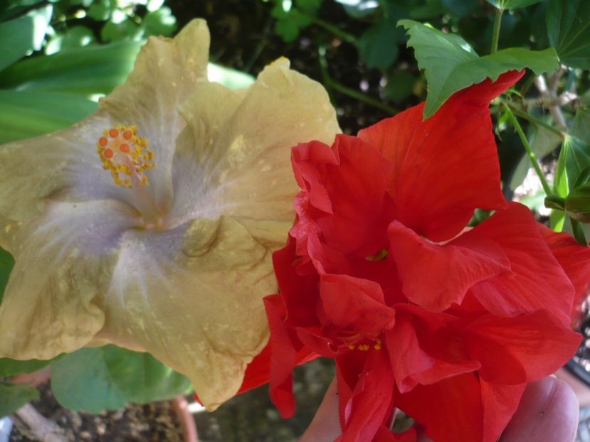 P1330456 - HIBISCUSI 2017-2