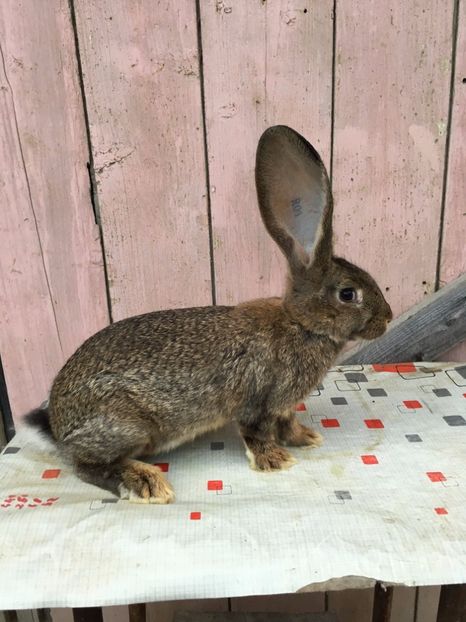 mascul 1 la 3 luni - De vanzare