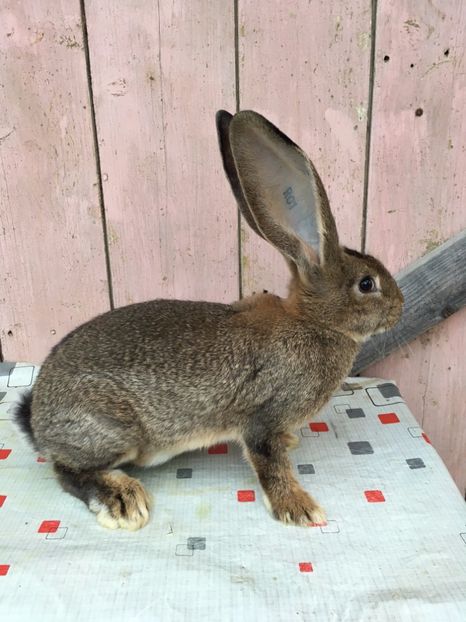 mascul 2 la 3 luni - De vanzare