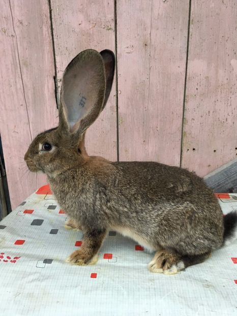 mascul 2 la 3 luni - De vanzare