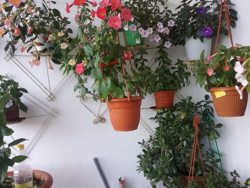  - Achimenes 2017-2018