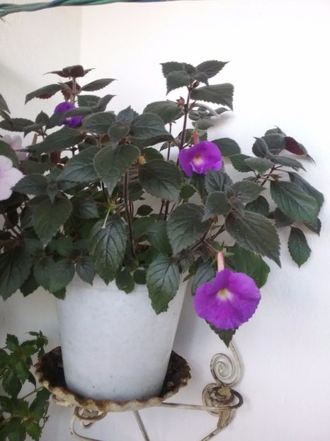  - Achimenes 2017-2018