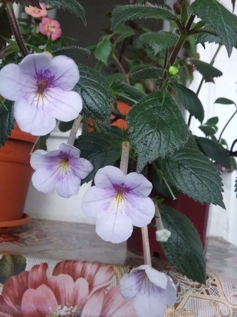  - Ambroise Verschaffelt