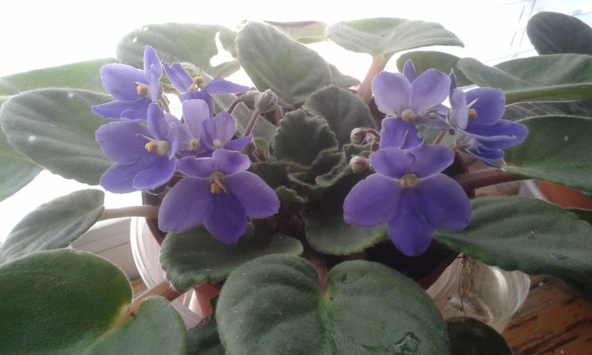  - VIOLETE DE COLECTIE 2017