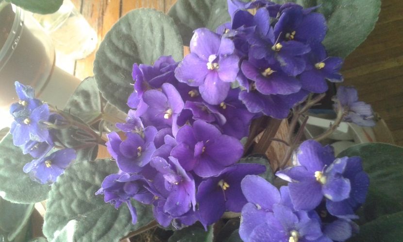  - VIOLETE DE COLECTIE 2017