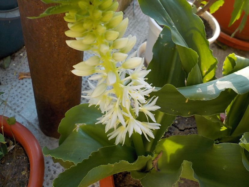  - eucomis