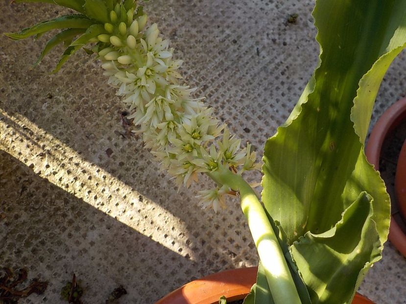  - eucomis