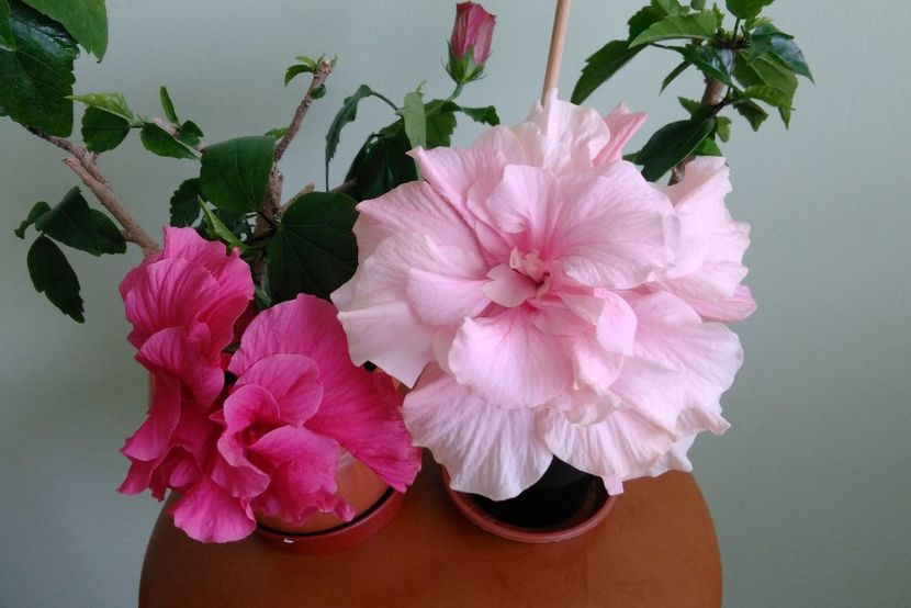 13.06 - Hibiscusi 2017 - 2018