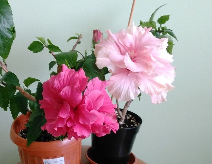  - Hibiscusi 2017 - 2018